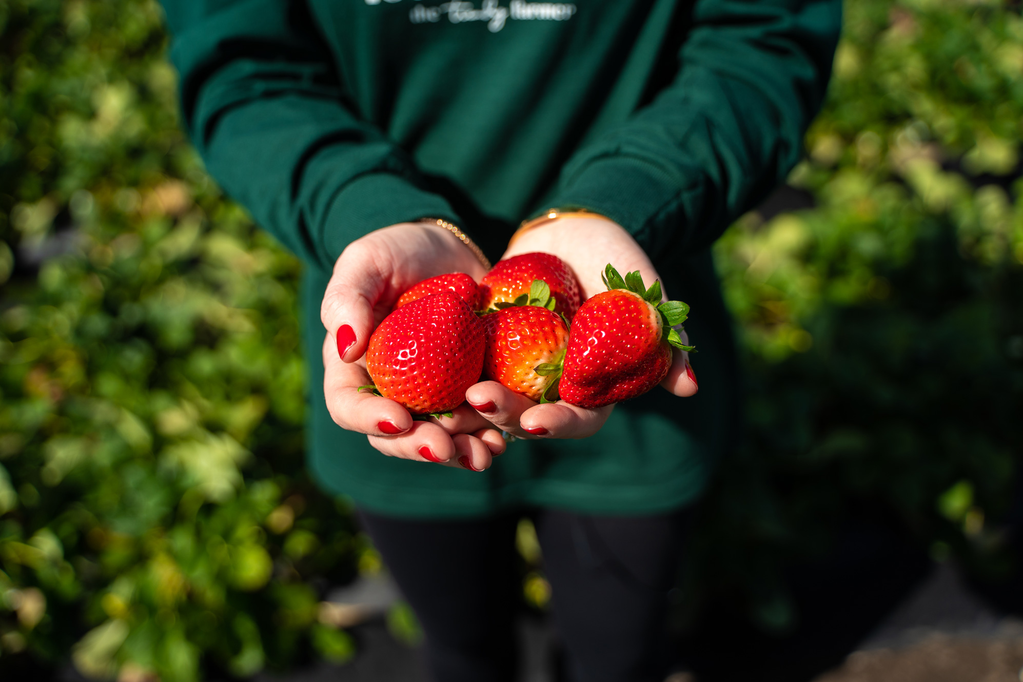 Fresh picked strawberries in a strawberry field.